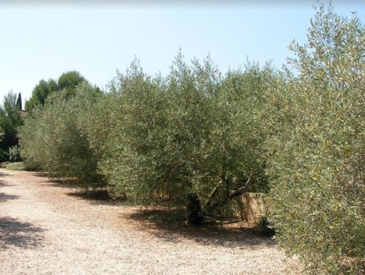 Un Gite En Provence - Les Jardins De Fontanille Saint-Remy-de-Provence Luaran gambar